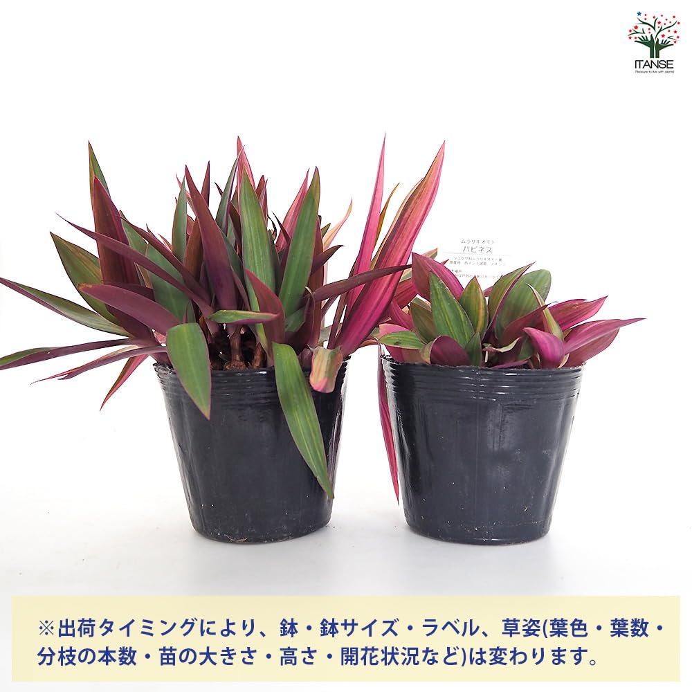 Amazon｜ITANSE ムラサキオモト ハピネス 3.5号 1個売り 観葉